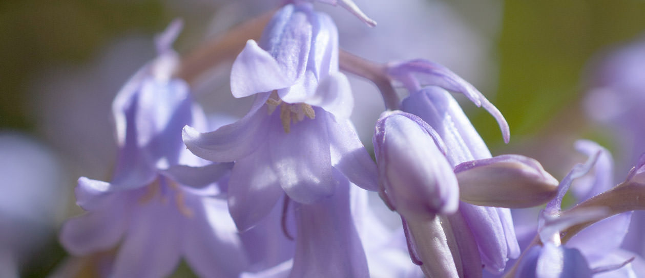 Λουλούδια bluebell