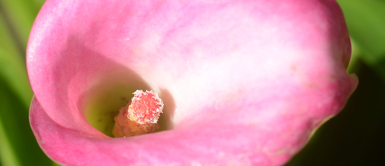Λουλούδι Calla Lily