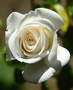 ICEBERG ROSE - Τσάκρα καρδιάς