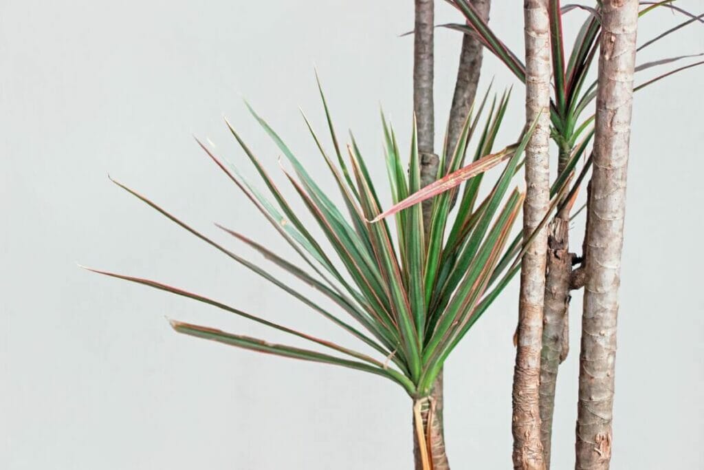 Τα φυτά Dracaena Marginata στο σπίτι
