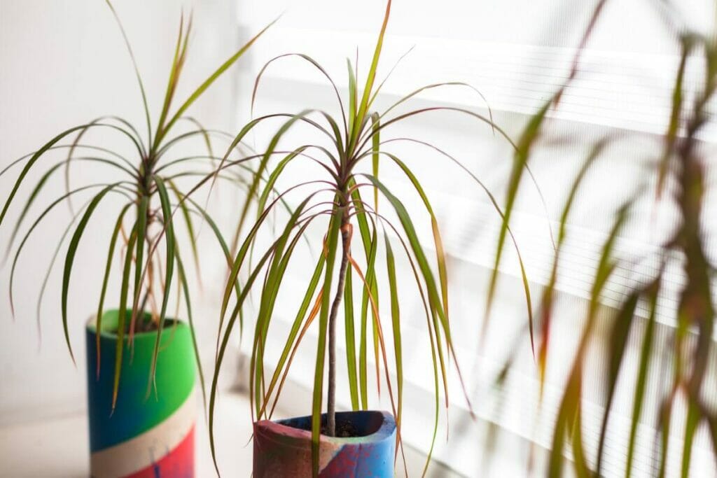 Potted Dracaena Marginata Plants