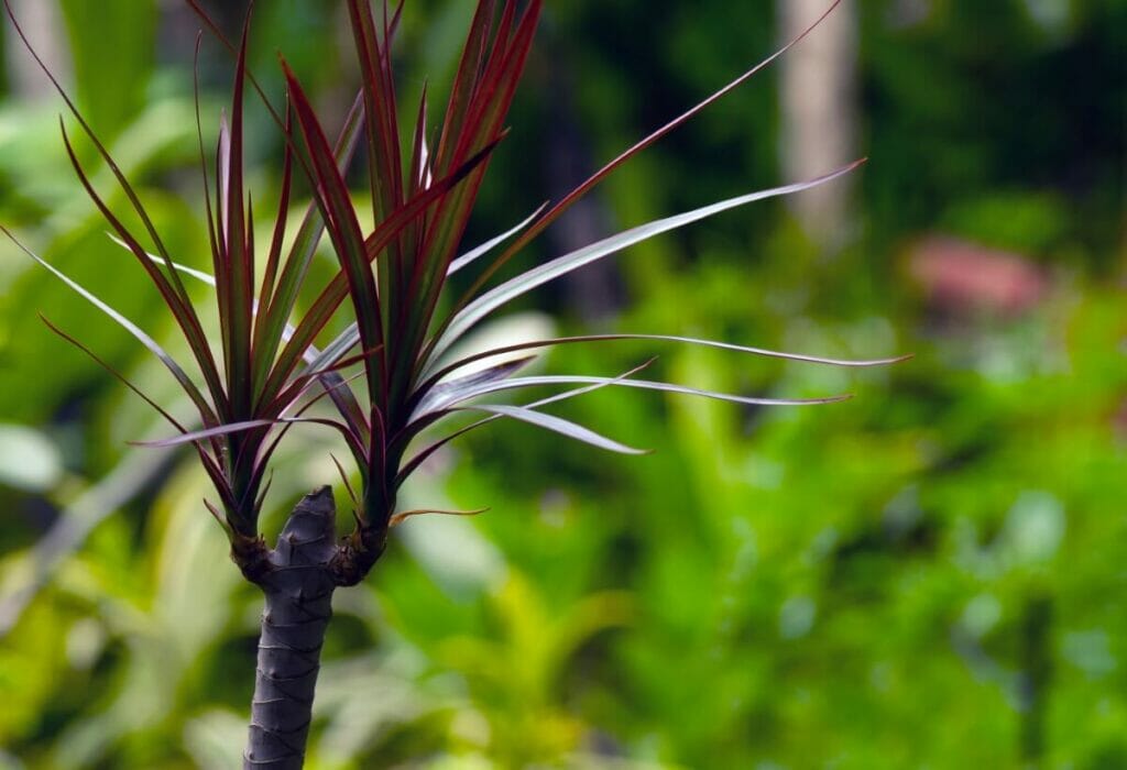 Dracaena Marginata φυτά σε εξωτερικούς χώρους