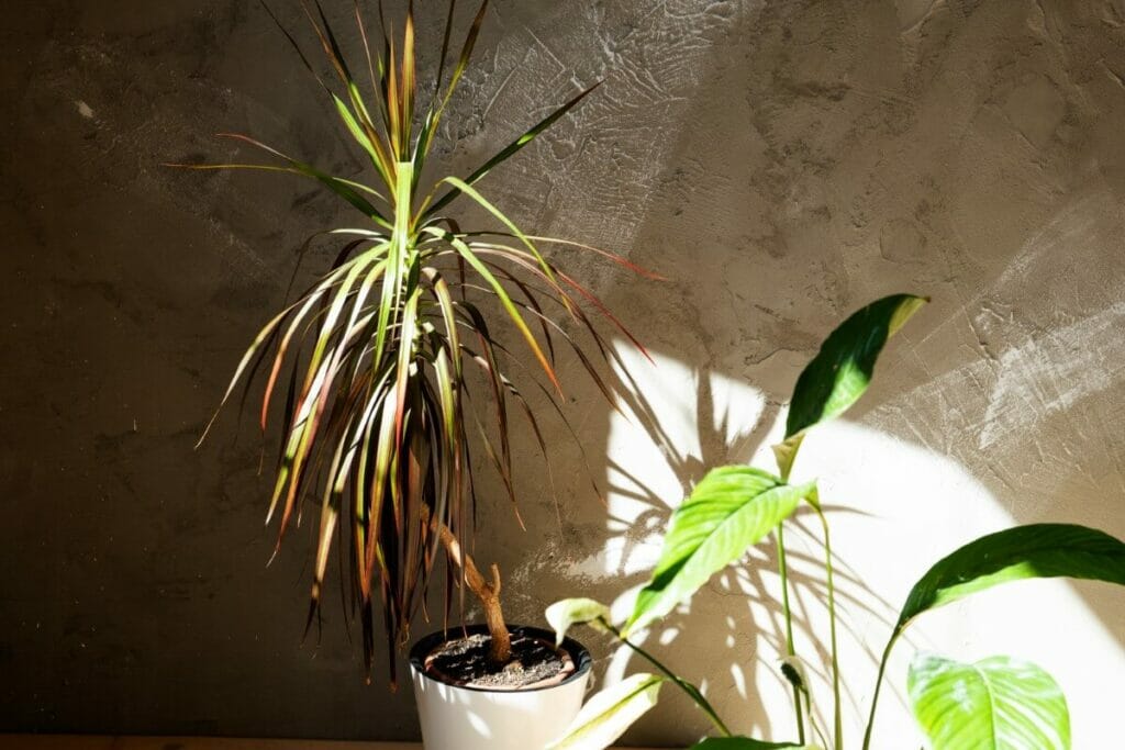 Ένα εργοστάσιο Dracaena Marginata με κίτρινο και καφέ φύλλα
