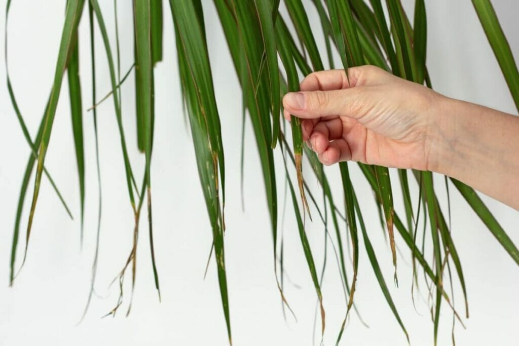 Ένα άτομο που κρατάει ένα καφέ φύλλο φύλλου Dracaena Marginata Plant