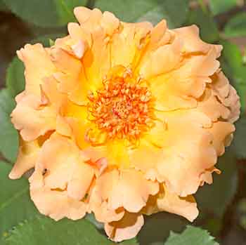 Απλά Joey Rose Flower