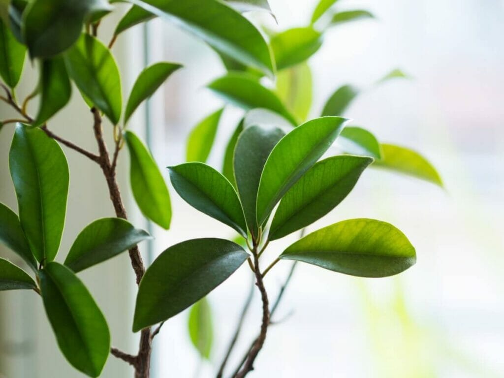 Ένα στενό πλάνο του Ficus ginseng φύγει δίπλα σε ένα παράθυρο σε εσωτερικούς χώρους