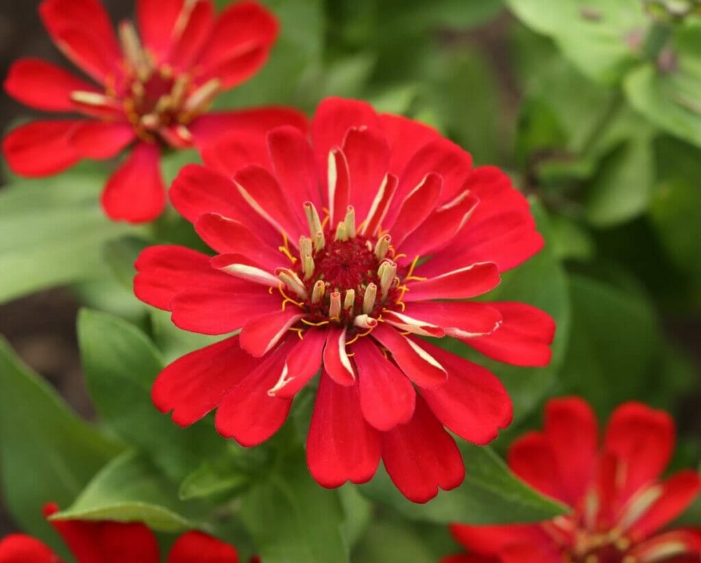 Κόκκινα λουλούδια zinnia σε άνθιση