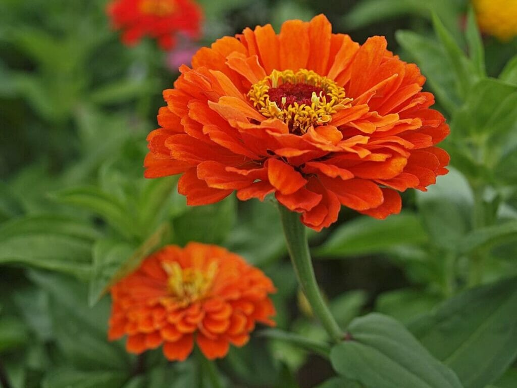 Orange Zinnia Flowers σε άνθιση κατά τη διάρκεια της καλλιεργητικής περιόδου