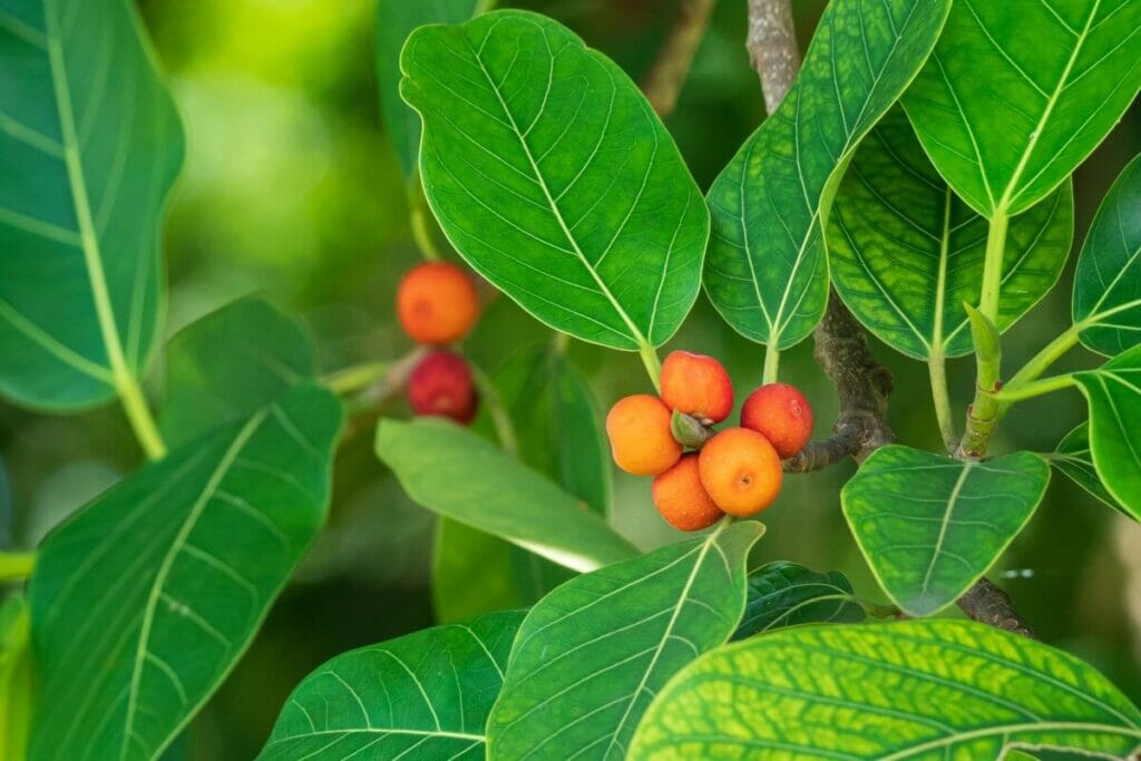 Φωτεινά πράσινα φύλλα ενός φυτού Ficus Audrey με μικρά πορτοκαλί μούρα