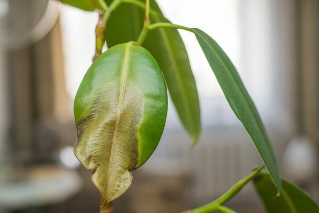 Ένα φυτό Audrey Ficus με ένα φλοιό και φθορά των φύλλων δυνητικά λόγω της βάσης του εδάφους