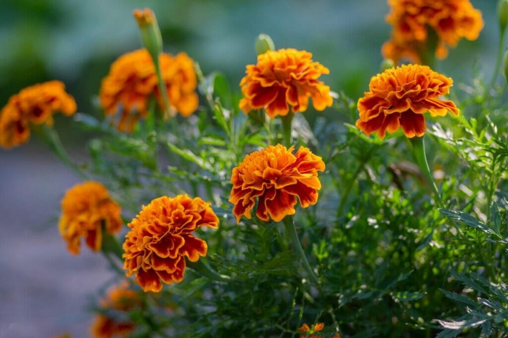 Πορτοκαλί-κίτρινο bicolor marigolds