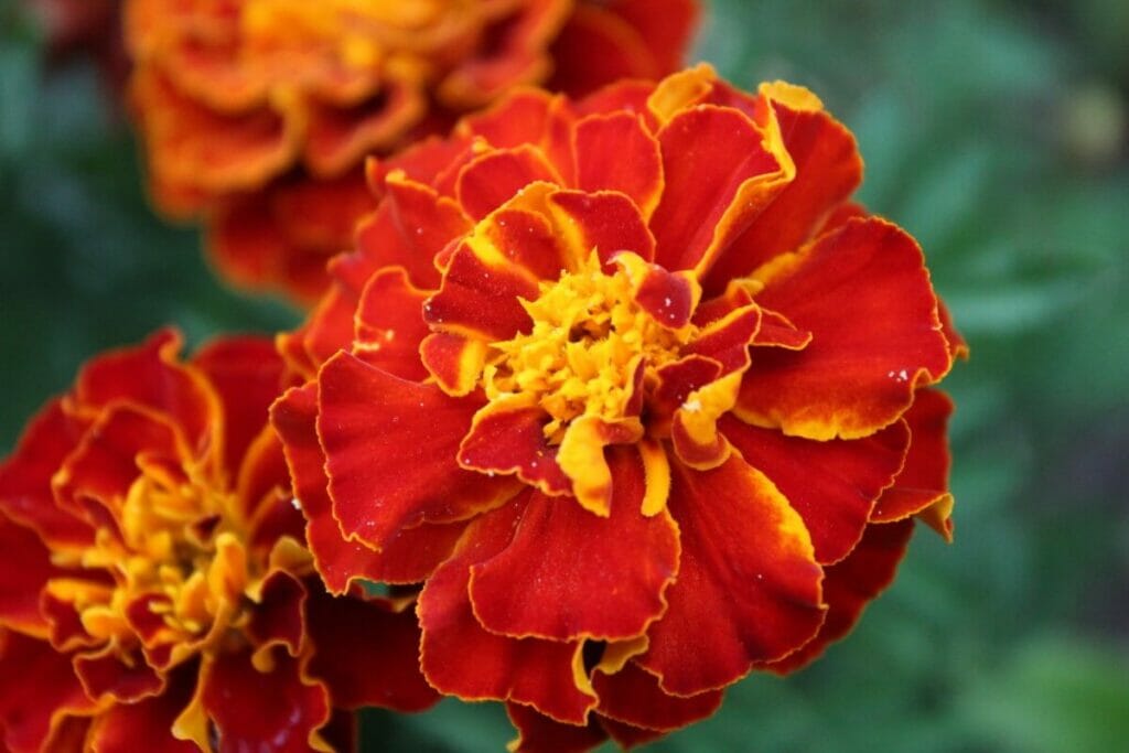 Κόκκινο-κίτρινο bicolor marigolds