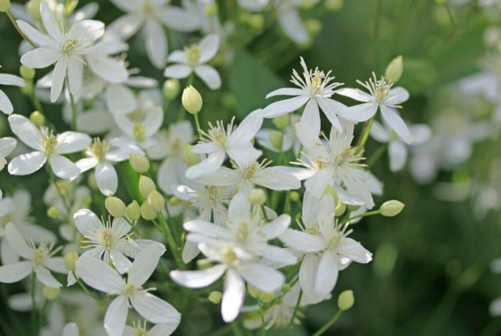 Λευκά λουλούδια Clematis σε άνθιση