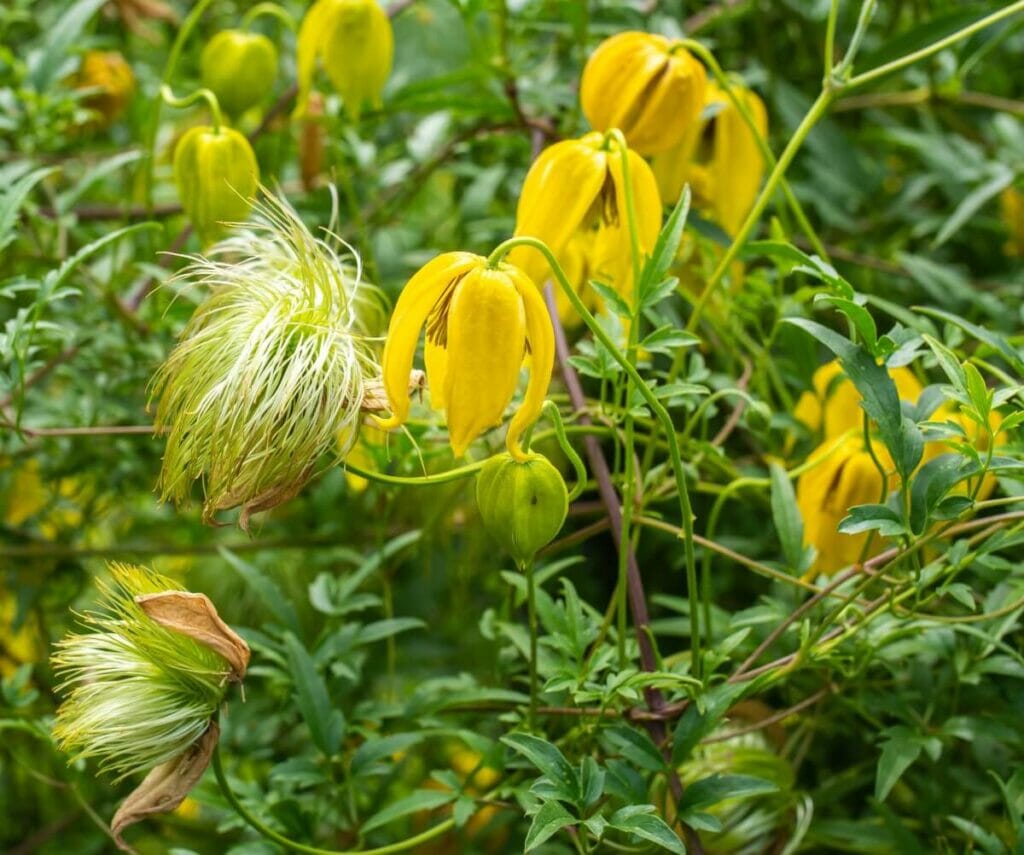 Κίτρινα λουλούδια clematis σε άνθιση
