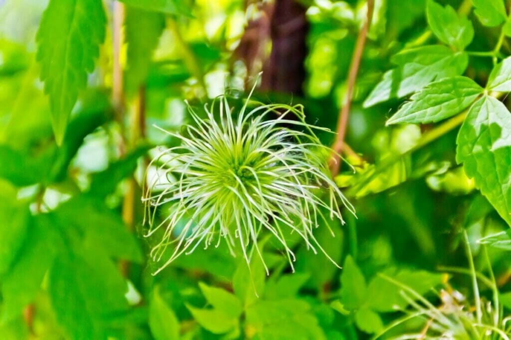 Πράσινα λουλούδια Clematis σε άνθιση