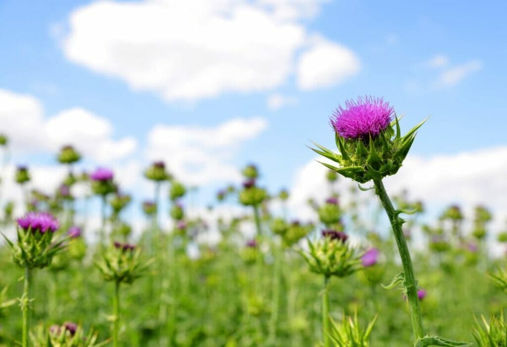 Ένα ροζ λουλούδι Thistle