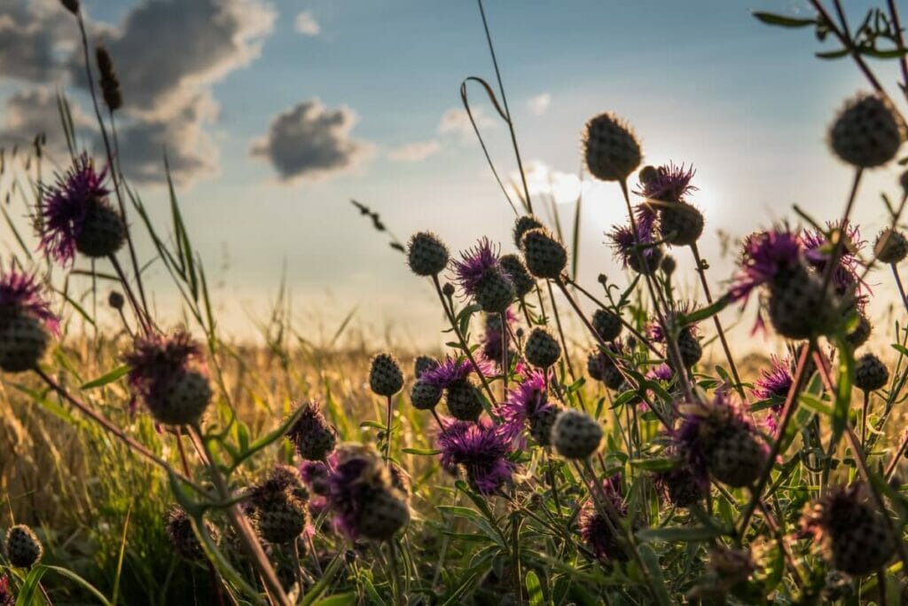 Τα λουλούδια του Thistle μεγαλώνουν σε άγρια ​​φύση