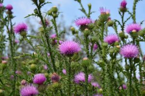 Thistle: Το λουλούδι των outcasts, μαχητών και το άθραυστο