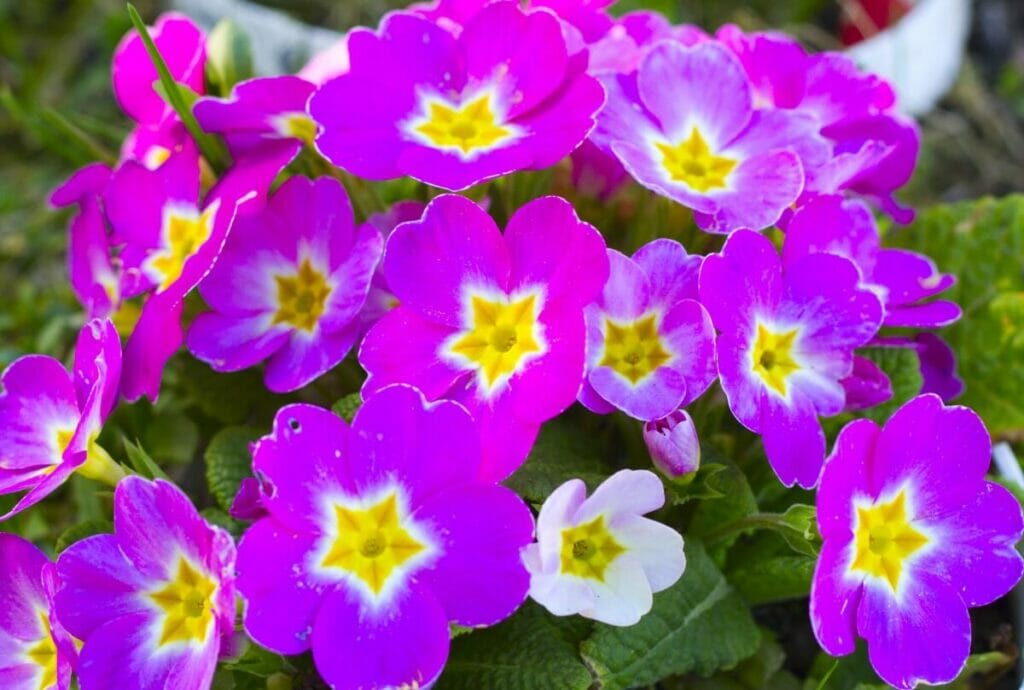 Μωβ Λουλούδια Primrose 