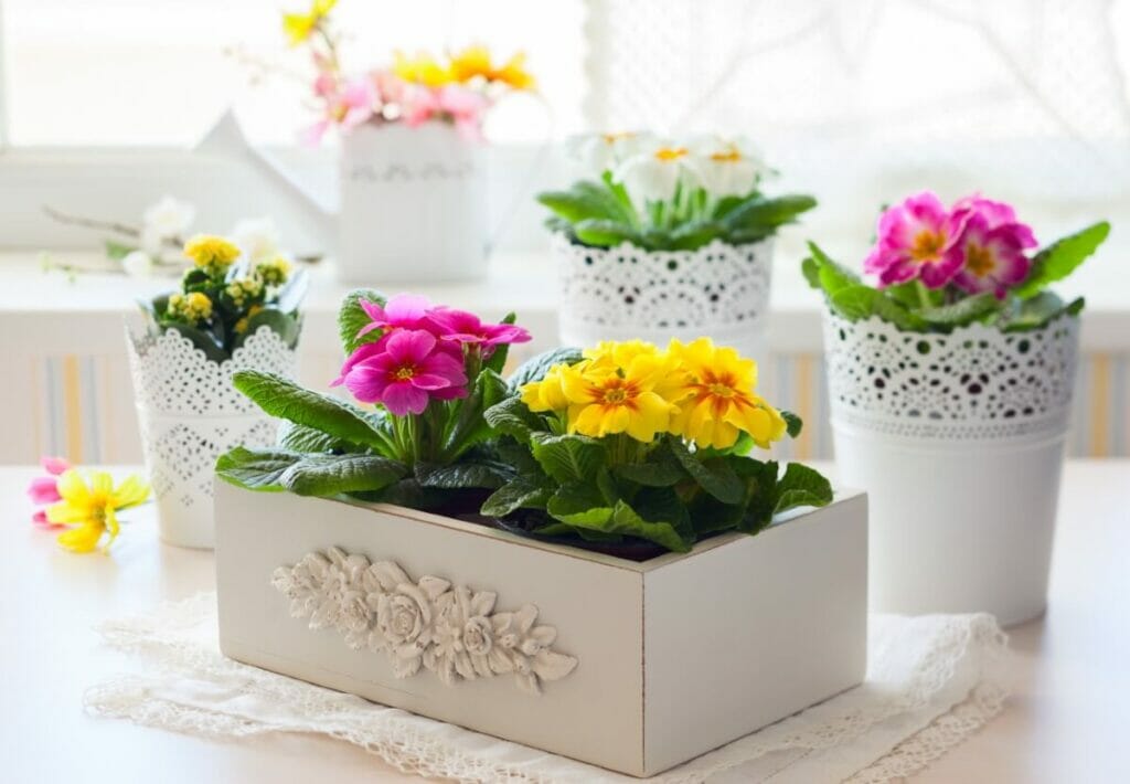 Σφίγγια Primrose Flowers