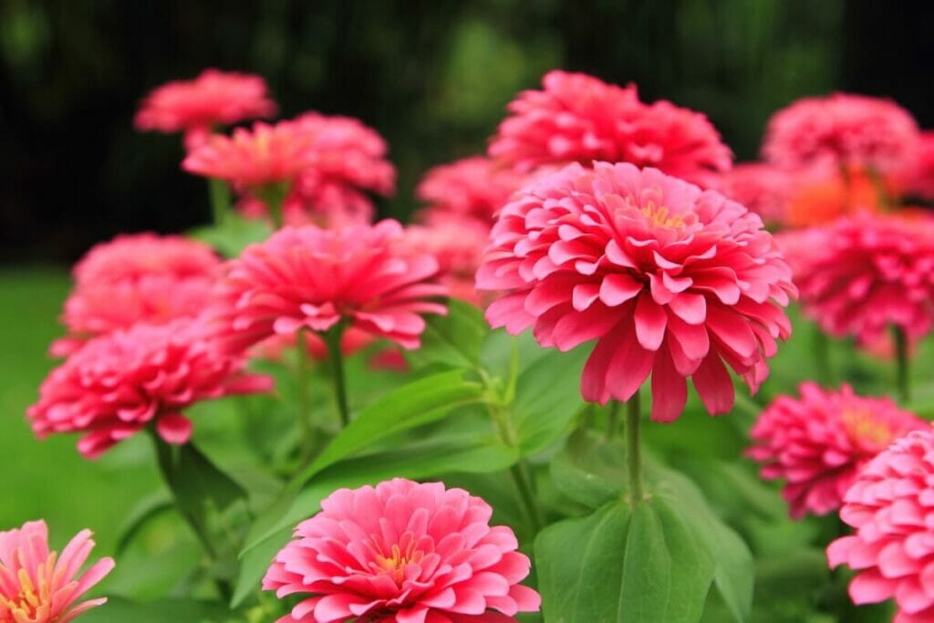Ροζ zinnias σε άνθιση