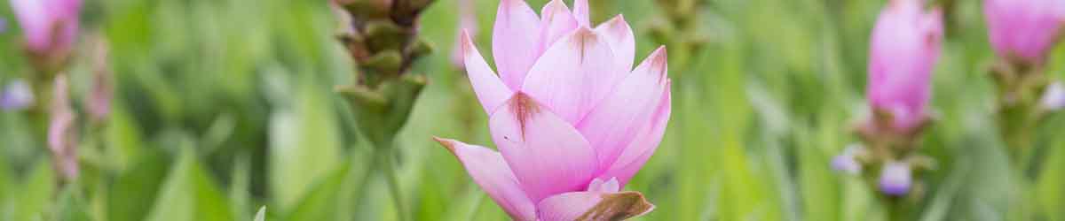 Ένα πεδίο λουλουδιών curcuma