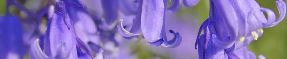 Λουλούδια bluebell