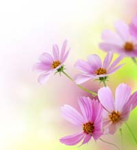Flowers Cosmos
