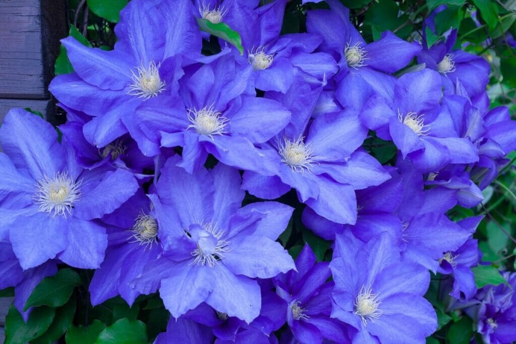 Μπλε λουλούδια clematis σε άνθιση