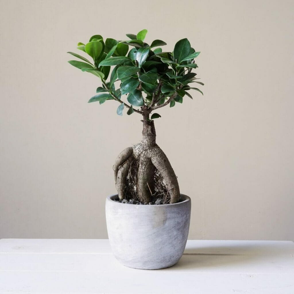 Ένα φυτό ginseng ficus σε έναν πέτρινο φυτευτή σε ένα τραπέζι 