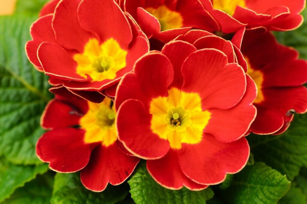 Κόκκινα λουλούδια primrose σε άνθιση