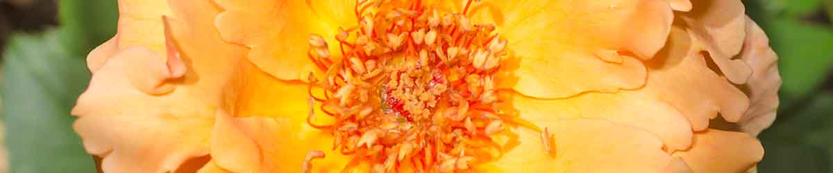Απλά Joey Rose Flower